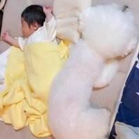 赤ちゃんの隣で眠る小型犬