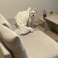 毛布を乗せてどこ行くの？