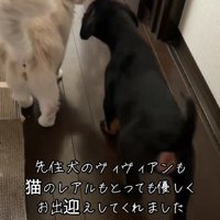 猫ちゃんも温かく迎えたそう