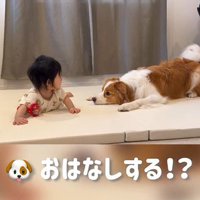 赤ちゃんを遊びに誘うまめ君6