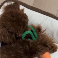 ぬいぐるみに顔を埋める子犬