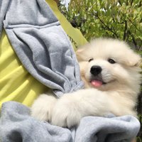パピー