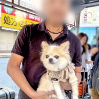 バス停で男性に抱っこされるチワワ