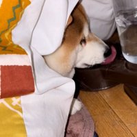 水を飲み続けるまめ太くん