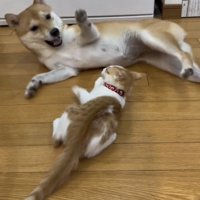 じゃれ合う犬と子猫