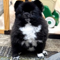 韓国人の方が引用