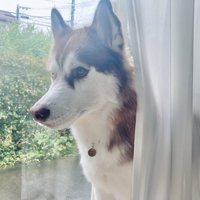 パパ