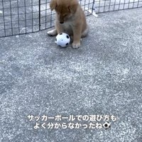 転がるボールに興味がない柴犬のパピー