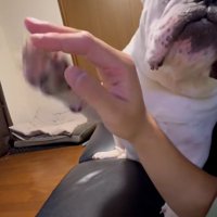 触ってアピールするぱせり君