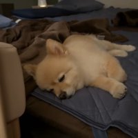 ポメくん、お疲れさまでした♪