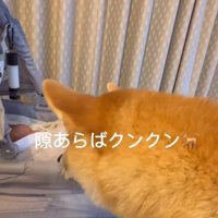 隙をみて匂いを嗅ぐおもちくん