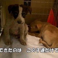 2匹の小さな子犬を保護