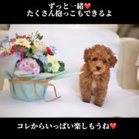 茶色いトイプードル