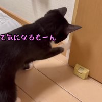 壁紙をはがすクロちゃん