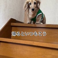 家族のお出迎えが日課