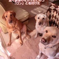 3匹の大型犬