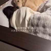 ベッドで密着して眠る犬と人