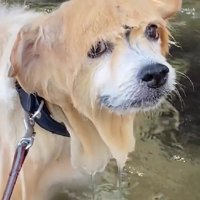 水に濡れると不思議な髪型に…