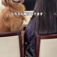 椅子に並んで座る犬と女の子