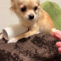 トイレットペーパーを守るジョルノちゃん9