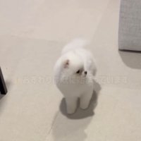 後ろを振り返る犬