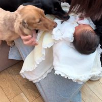 赤ちゃんとワンコ2匹の初対面4