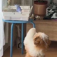 鳥かごに前足を伸ばす犬