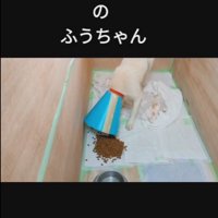 保健所から保護されたふうちゃん