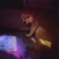 シャンプーをするスティーブくん2