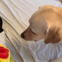 男の子を起こすバウくん6