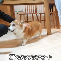 はなちゃんは甘えん坊モード