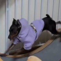 紫の服を着て走る犬