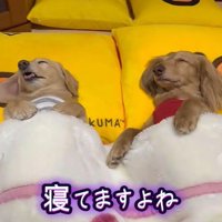 人間の子供のような寝姿