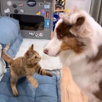 パンチを繰り出すたまちゃん