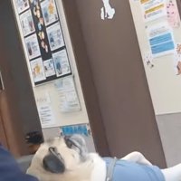 仰向けで膝の上に乗る犬