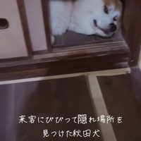 お客さんが来た時のひめちゃん4