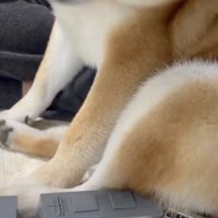 息子さんはお怒り