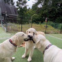 眠たくなる大型犬