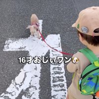 2歳の男の子と一緒にお散歩へ