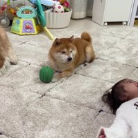 優しく見守る2匹