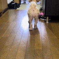玄関先で犬に声をかける家族