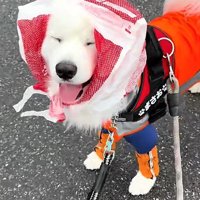 似合いすぎる姿にほっこり