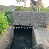 見つめる2匹の犬