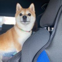 モモちゃんと帰省