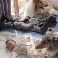 赤ちゃんの周りに集まる2匹の犬