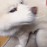 飼い主家族に撫でられる秋田犬