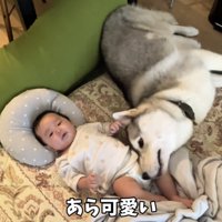 赤ちゃんに寄り添う犬