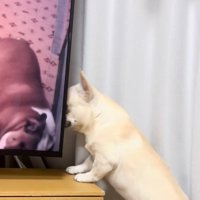 テレビ台の上に身を乗せる犬