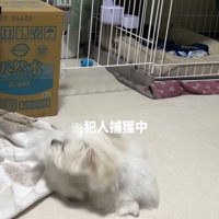おしりを追いかける小型犬
