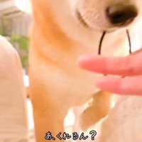 髪ゴムを飼い主さんに渡そうとする豆柴